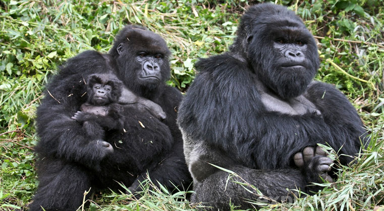 Read more about the article ABOUT BWINDI IMPENETRABLE NATIONAL PARK